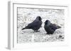 Jackdaws in the Frost-null-Framed Photographic Print