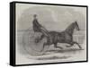 Jackey, the Winner of the Late Aintree Trotting Stakes at Liverpool-Thomas Harrington Wilson-Framed Stretched Canvas