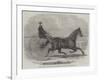 Jackey, the Winner of the Late Aintree Trotting Stakes at Liverpool-Thomas Harrington Wilson-Framed Giclee Print