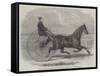 Jackey, the Winner of the Late Aintree Trotting Stakes at Liverpool-Thomas Harrington Wilson-Framed Stretched Canvas