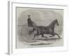 Jackey, the Winner of the Late Aintree Trotting Stakes at Liverpool-Thomas Harrington Wilson-Framed Giclee Print