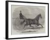 Jackey, the Winner of the Late Aintree Trotting Stakes at Liverpool-Thomas Harrington Wilson-Framed Giclee Print