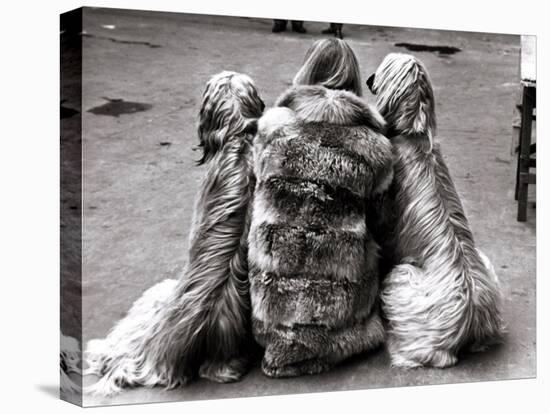 Jackie Faith and Her Afghan Hounds, March 1968-null-Stretched Canvas