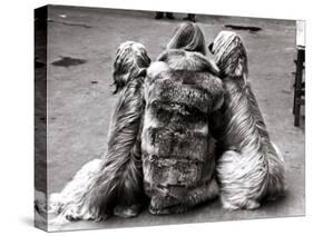 Jackie Faith and Her Afghan Hounds, March 1968-null-Stretched Canvas