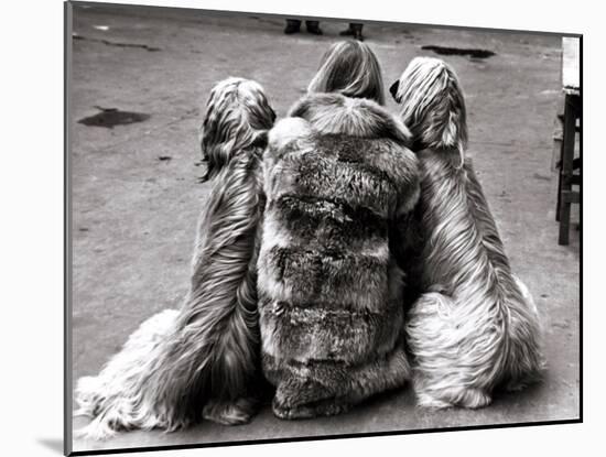 Jackie Faith and Her Afghan Hounds, March 1968-null-Mounted Premium Photographic Print