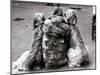 Jackie Faith and Her Afghan Hounds, March 1968-null-Mounted Premium Photographic Print