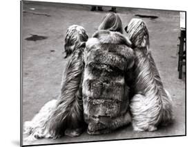 Jackie Faith and Her Afghan Hounds, March 1968-null-Mounted Premium Photographic Print