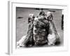 Jackie Faith and Her Afghan Hounds, March 1968-null-Framed Photographic Print