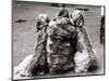 Jackie Faith and Her Afghan Hounds, March 1968-null-Mounted Photographic Print