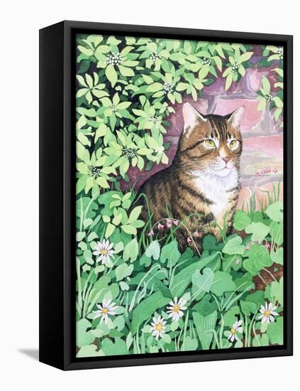 Jackie's Cat (Garden Design)-Suzanne Bailey-Framed Stretched Canvas