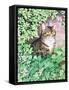 Jackie's Cat (Garden Design)-Suzanne Bailey-Framed Stretched Canvas