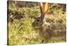 Jackrabbit in Big Bend National Park, Texas, Usa-Chuck Haney-Stretched Canvas