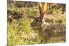 Jackrabbit in Big Bend National Park, Texas, Usa-Chuck Haney-Mounted Photographic Print