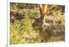 Jackrabbit in Big Bend National Park, Texas, Usa-Chuck Haney-Framed Photographic Print