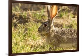 Jackrabbit in Big Bend National Park, Texas, Usa-Chuck Haney-Framed Photographic Print