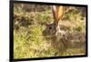 Jackrabbit in Big Bend National Park, Texas, Usa-Chuck Haney-Framed Photographic Print