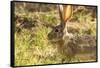 Jackrabbit in Big Bend National Park, Texas, Usa-Chuck Haney-Framed Stretched Canvas