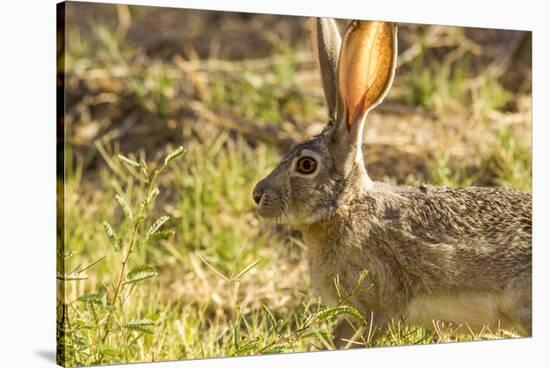 Jackrabbit in Big Bend National Park, Texas, Usa-Chuck Haney-Stretched Canvas