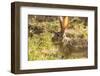 Jackrabbit in Big Bend National Park, Texas, Usa-Chuck Haney-Framed Photographic Print