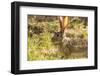 Jackrabbit in Big Bend National Park, Texas, Usa-Chuck Haney-Framed Photographic Print