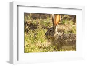 Jackrabbit in Big Bend National Park, Texas, Usa-Chuck Haney-Framed Photographic Print