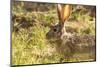 Jackrabbit in Big Bend National Park, Texas, Usa-Chuck Haney-Mounted Photographic Print