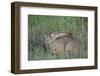 Jackrabbit in the Grass-DLILLC-Framed Photographic Print