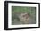 Jackrabbit in the Grass-DLILLC-Framed Photographic Print