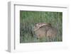 Jackrabbit in the Grass-DLILLC-Framed Photographic Print