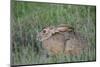 Jackrabbit in the Grass-DLILLC-Mounted Photographic Print