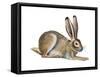 Jackrabbit (Lepus Townsendi), Mammals-Encyclopaedia Britannica-Framed Stretched Canvas