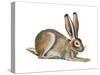 Jackrabbit (Lepus Townsendi), Mammals-Encyclopaedia Britannica-Stretched Canvas