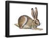 Jackrabbit (Lepus Townsendi), Mammals-Encyclopaedia Britannica-Framed Poster