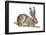 Jackrabbit (Lepus Townsendi), Mammals-Encyclopaedia Britannica-Framed Poster