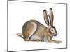 Jackrabbit (Lepus Townsendi), Mammals-Encyclopaedia Britannica-Mounted Poster