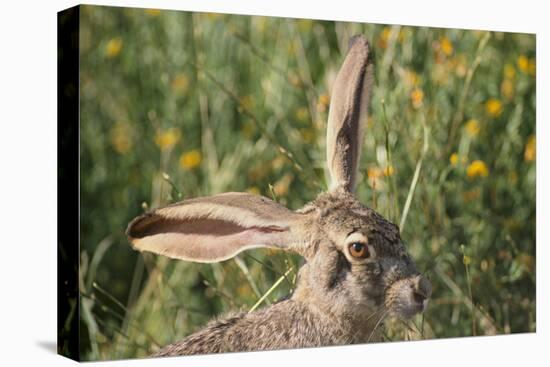 Jackrabbit Listening with Both Ears-DLILLC-Stretched Canvas