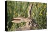 Jackrabbit Listening with Both Ears-DLILLC-Stretched Canvas