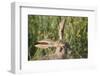 Jackrabbit Listening with Both Ears-DLILLC-Framed Photographic Print