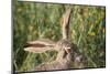 Jackrabbit Listening with Both Ears-DLILLC-Mounted Photographic Print