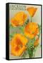 Jackson, California - The Californian Poppy Flowers-Lantern Press-Framed Stretched Canvas