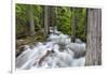 Jackson Creek in Glacier National Park, Montana, USA-Chuck Haney-Framed Photographic Print