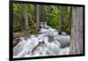 Jackson Creek in Glacier National Park, Montana, USA-Chuck Haney-Framed Photographic Print