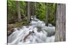Jackson Creek in Glacier National Park, Montana, USA-Chuck Haney-Stretched Canvas