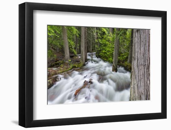 Jackson Creek in Glacier National Park, Montana, USA-Chuck Haney-Framed Photographic Print