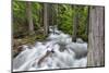 Jackson Creek in Glacier National Park, Montana, USA-Chuck Haney-Mounted Photographic Print