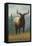 Jackson Hole, Wyoming - Elk-Lantern Press-Framed Stretched Canvas