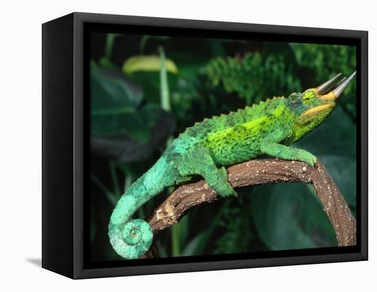 Jackson's Chameleon, Native to Eastern Africa-David Northcott-Framed Stretched Canvas