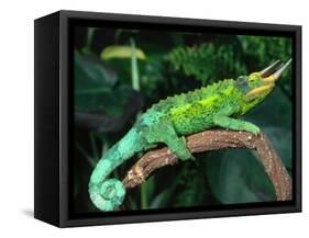 Jackson's Chameleon, Native to Eastern Africa-David Northcott-Framed Stretched Canvas