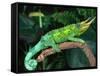 Jackson's Chameleon, Native to Eastern Africa-David Northcott-Framed Stretched Canvas