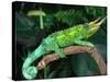 Jackson's Chameleon, Native to Eastern Africa-David Northcott-Stretched Canvas